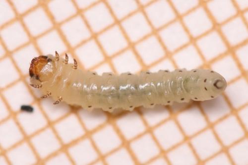 Scolioneura betuleti